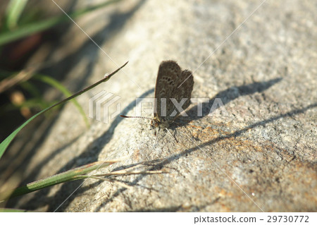 Blue gray butterfly Blue gray butterfly 29730772