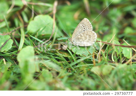 藍灰蝶 29730777