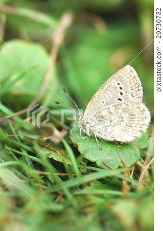 Blue gray butterfly 29730782