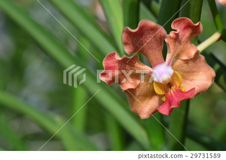 Udon Sunshine Orchid 29731589