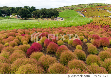 Hitachi seaside park cute kokia Ibaraki prefecture Hitachinaka city Hitachi seaside park cute kokia Ibaraki prefecture Hitachinaka city 29731675