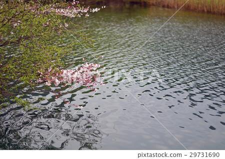 Cherry Blossoms Cherry Blossoms 29731690