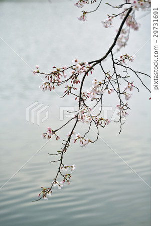 櫻桃樹 櫻桃樹 29731691