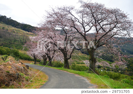 櫻桃樹 櫻桃樹 29731705