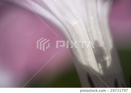 喇叭花 喇叭花 29731797