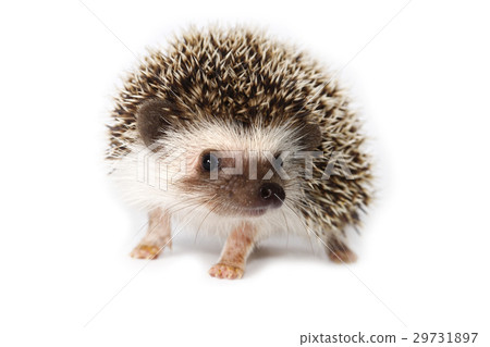 Cute hedgehog on white background. 29731897