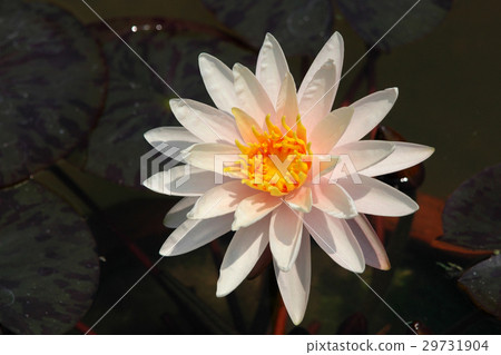 Pink lotus 29731904