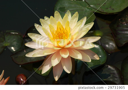 Blooming lotus Blooming lotus 29731905