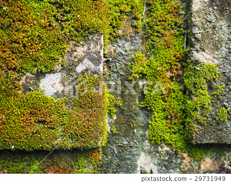 青苔 青苔 29731949