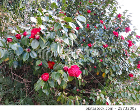 山茶花 29732002