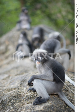 South Langur or Dusky leaf monkey South Langur or Dusky leaf monkey 29732286