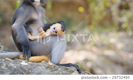South Langur or Dusky leaf monkey in Thailand 29732495