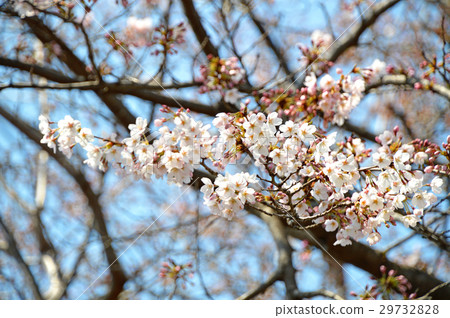 Cherry Blossoms	 29732828