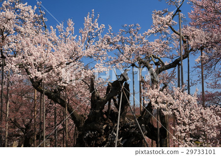 Sayaka Yamakuchi Sayaka Yamakuchi 29733101