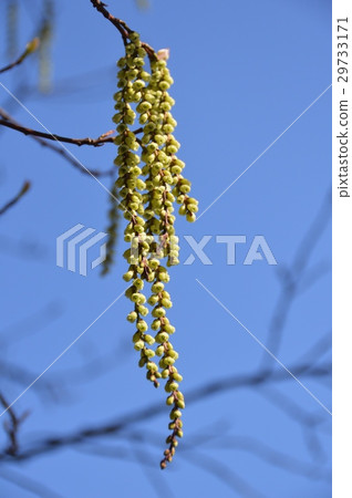 Kibushi（小金井公園/東京小平市） 29733171