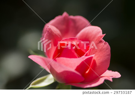 rose	 29733187