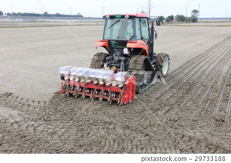 Dry paddy direct sowing of paddy rice 29733188