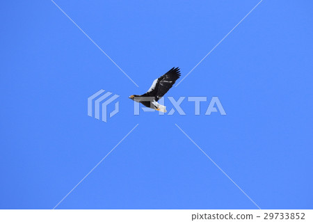 [北海道]斯特勒的海鷹，藍藍的天空背景 29733852