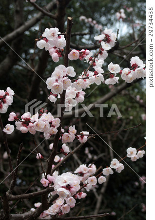 杏花 29734438