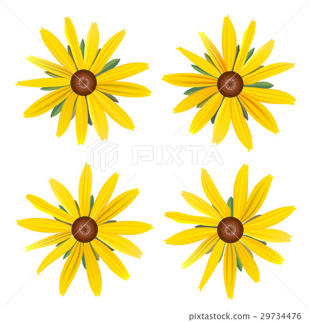 Set of isolated buds yellow Daisy with leaves 29734476