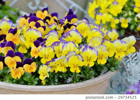 Viola Viola 29734525