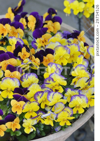Viola Viola 29734526