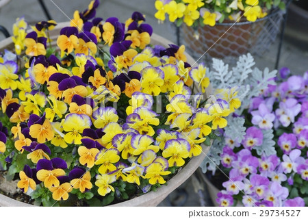 Viola Viola 29734527
