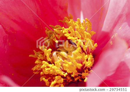 Peony 29734551