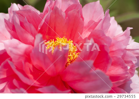Peony 29734555