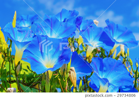 Heavenly blue ipomoea (morning glory) flowers 29734806