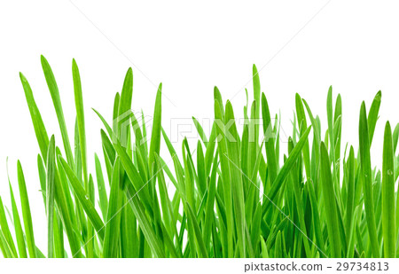 Green grass isolated on white 29734813