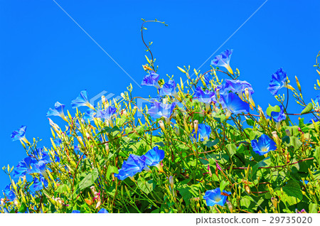Heavenly blue ipomoea (morning glory) flowers 29735020