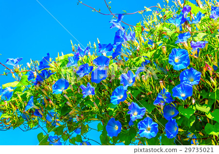 Heavenly blue ipomoea (morning glory) flowers 29735021