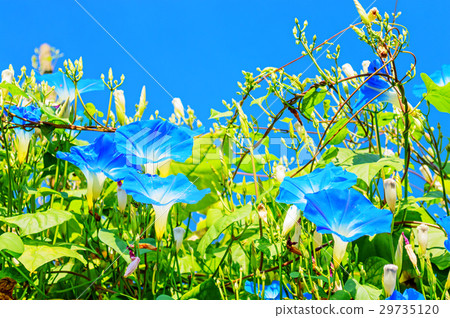 Heavenly blue ipomoea (morning glory) flowers 29735120