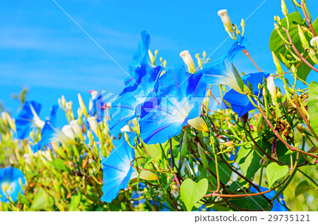 Heavenly blue ipomoea (morning glory) flowers 29735121