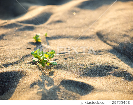 沙丘上的植物 29735468