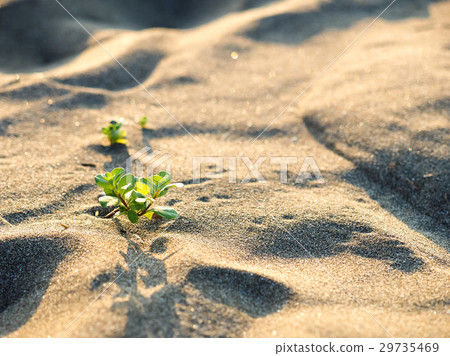 沙丘上的植物 29735469