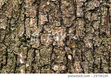 Tree surface image background 29736195