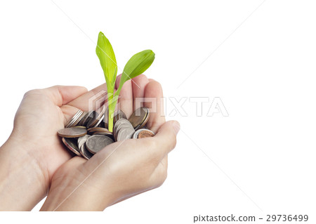 holding money plant holding money plant 29736499