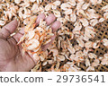 dried shrimp 29736541