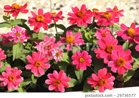 瑪格麗特花 瑪格麗特花 29736577