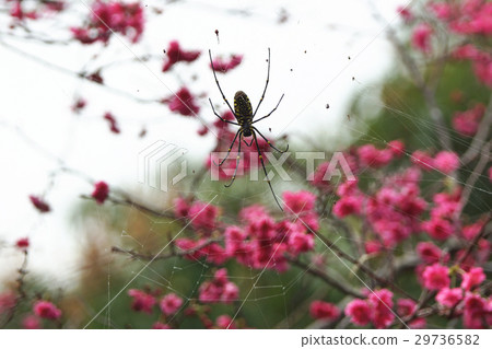 一隻蜘蛛 一隻蜘蛛 29736582