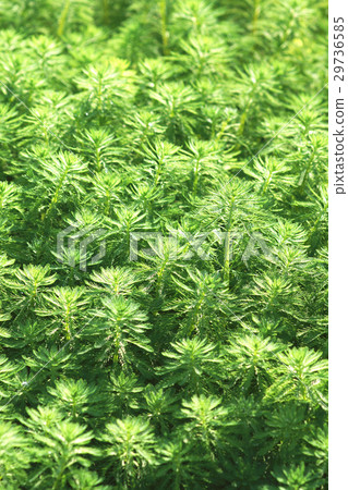 Large algae 29736585
