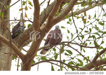 Red dragonfly Red dragonfly 29736589