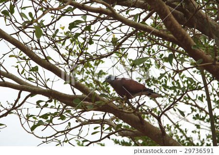 Red dragonfly 29736591