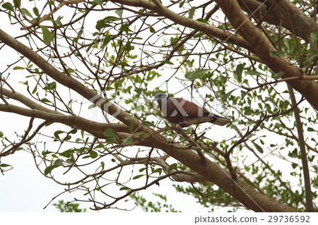 Red dragonfly 29736592