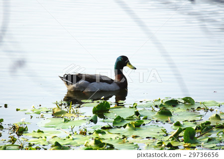 綠頭鴨 29736656