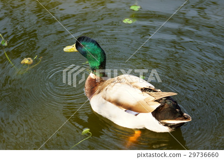 綠頭鴨 29736660