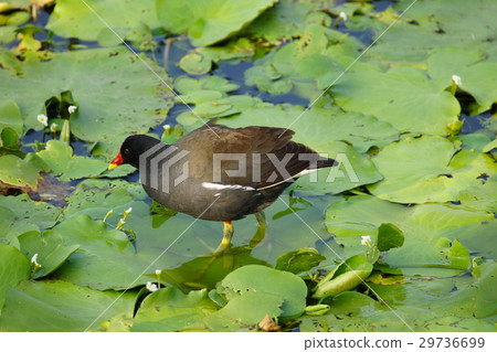 紅冠水雞 紅冠水雞 29736699