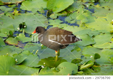 Red-crowned water chicken Red-crowned water chicken 29736700